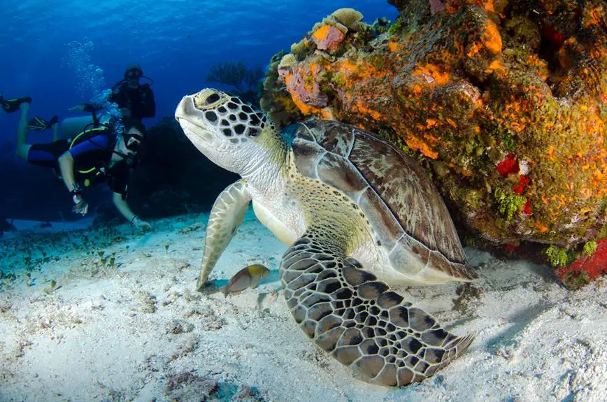 philippines premier scuba diving