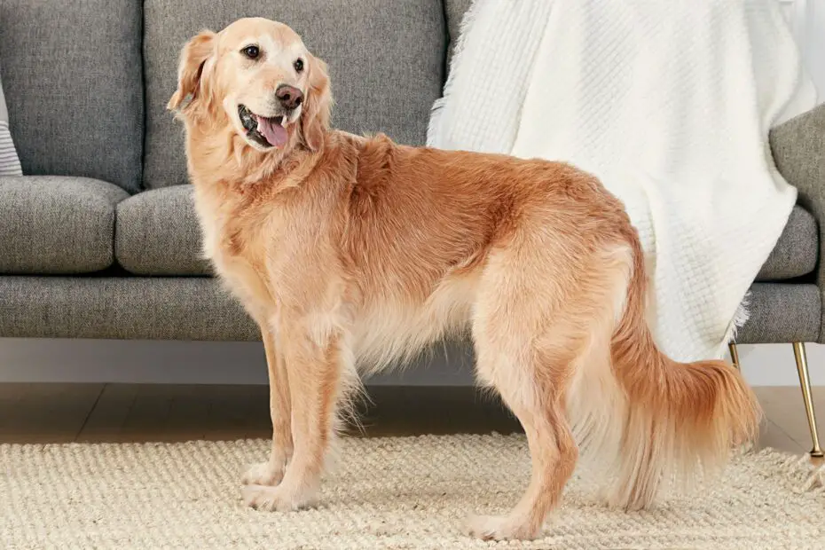 How Much Is Golden Retriever in Philippines?